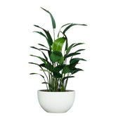 8' DELUXE TRAVELERS PALM IN WHITE OVAL - Hedi's Furniture